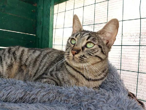 MAMY: MICIA TIGRATA DI 2 ANNI E MEZZO CERCA FAMIGLIA Foto 8